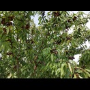 Dieser Mandelbaum trägt mehr Blätter